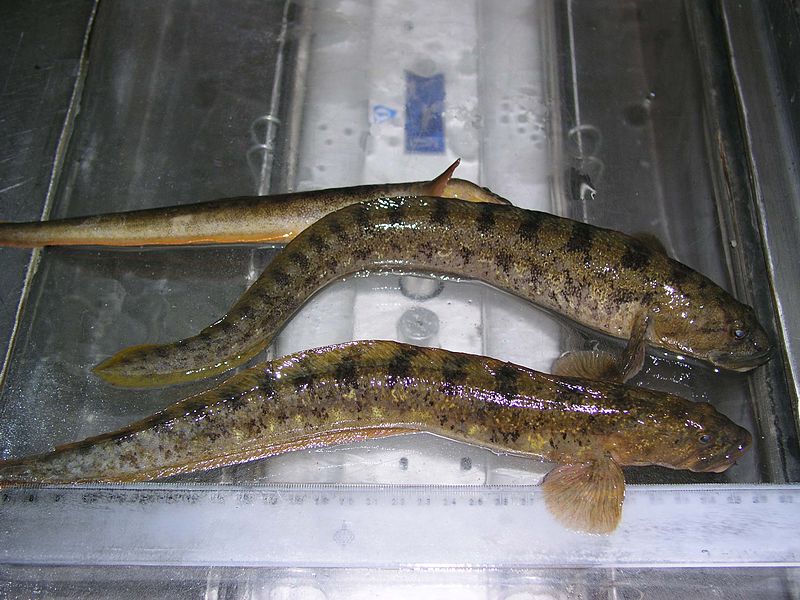Schellfisch