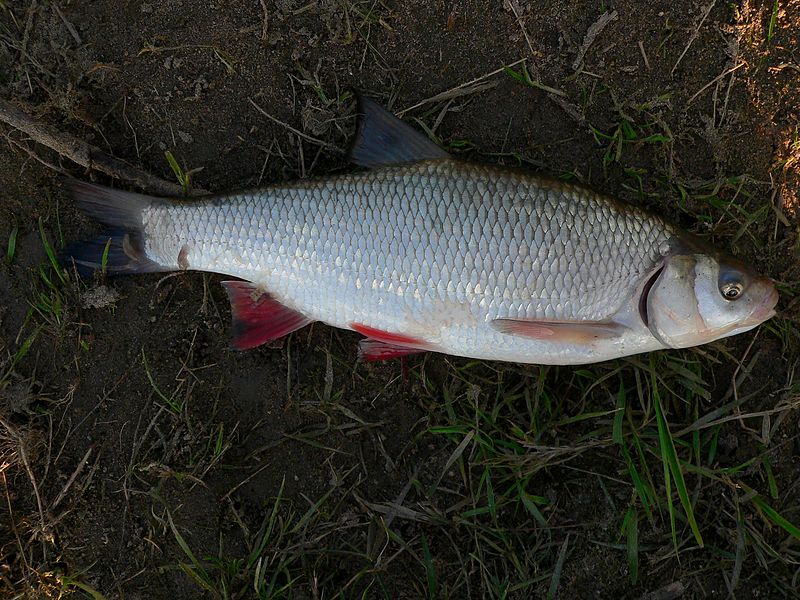 Aland (Leuciscus idus) Aland