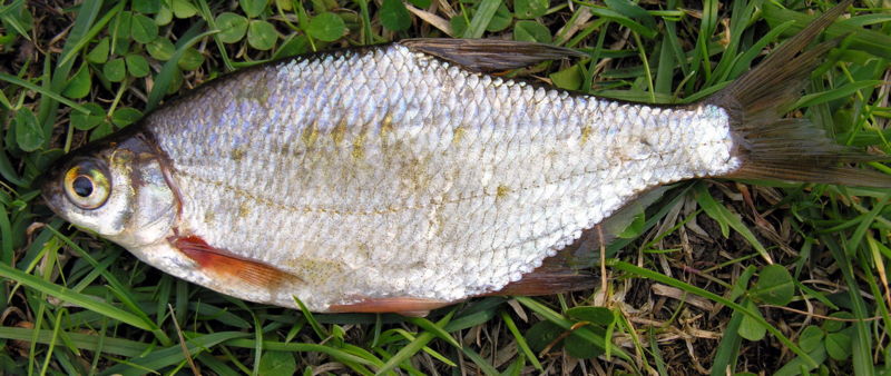 Schellfisch