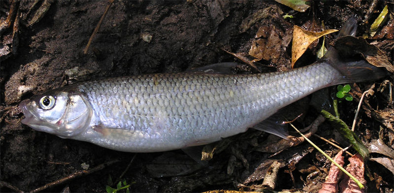 Hasel (Leuciscus leuciscus) Schellfisch