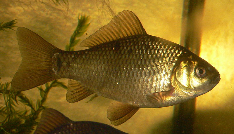 Karausche (Carassius carassius) Schellfisch