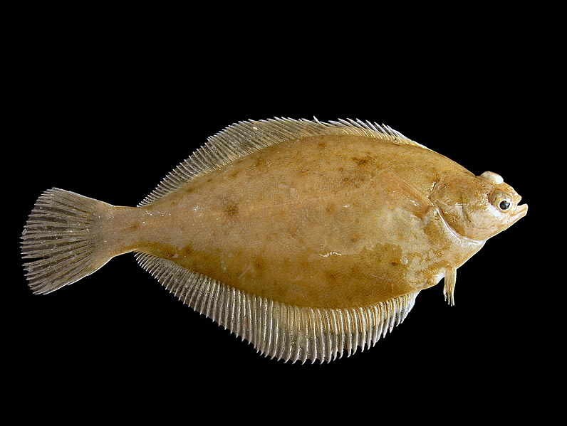 Schellfisch