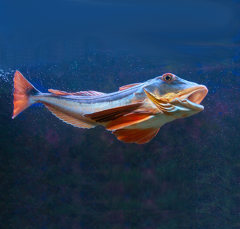 knurrhahn Schellfisch