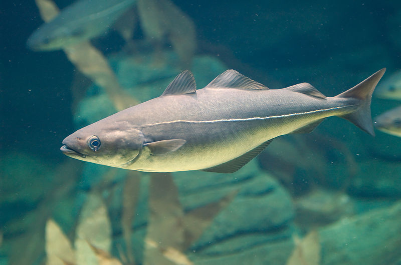 koehler Schellfisch