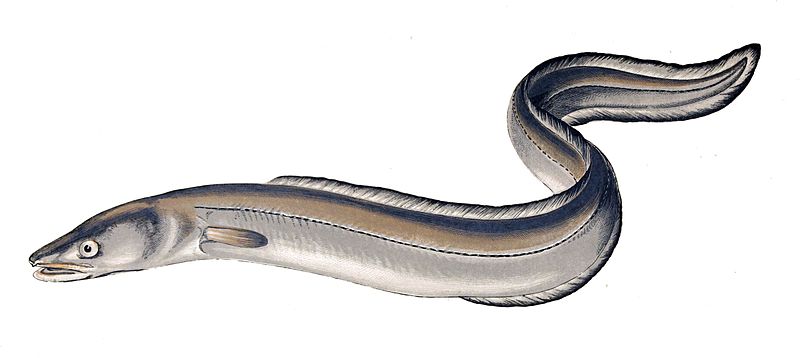 Schellfisch